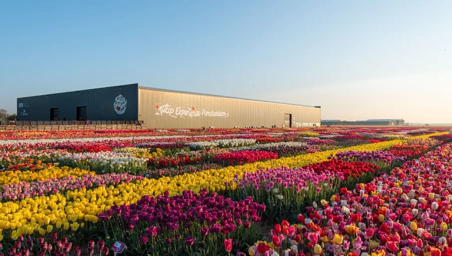 Exterior of Tulip Experience Amsterdam surrounded by tulip fields