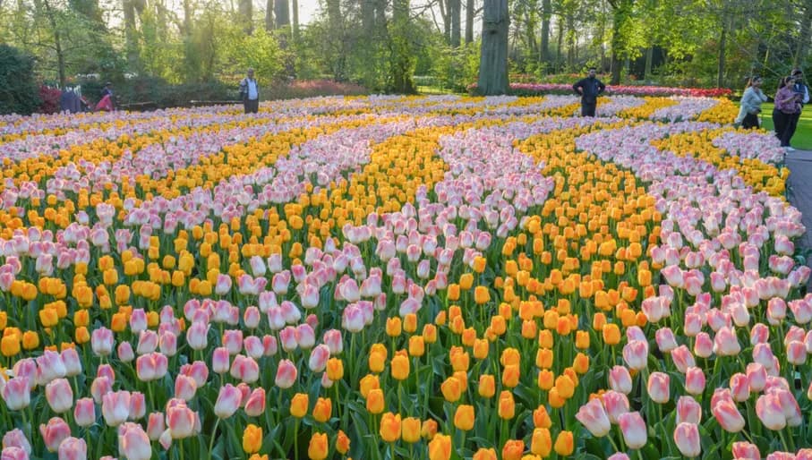 Visitors amongst the tulips at Keukenhof Gardens 2024.