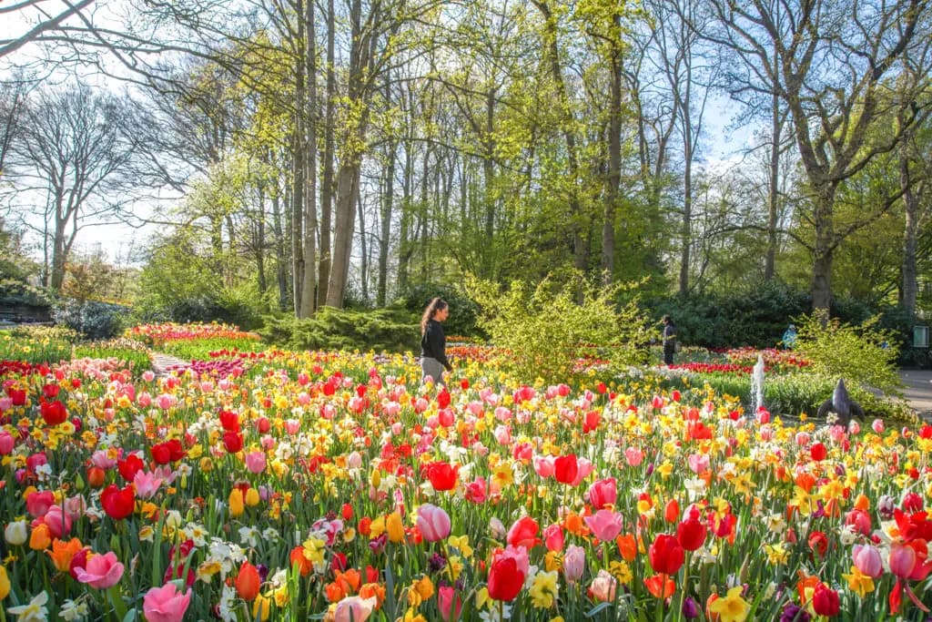 Woman amongst the tulips at Keukenhof Gardens 2024.