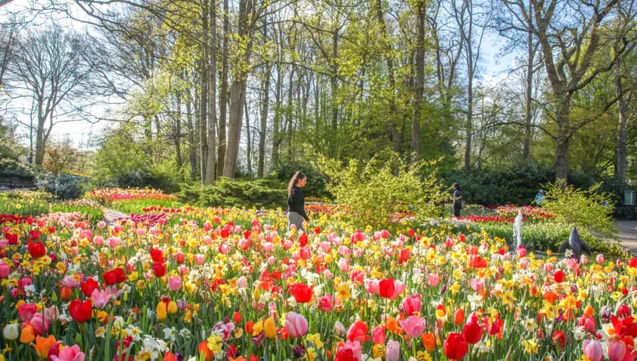 Woman amongst the tulips at Keukenhof Gardens 2024.