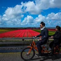 A couple on a tandem bike is cycling through the flower fields.