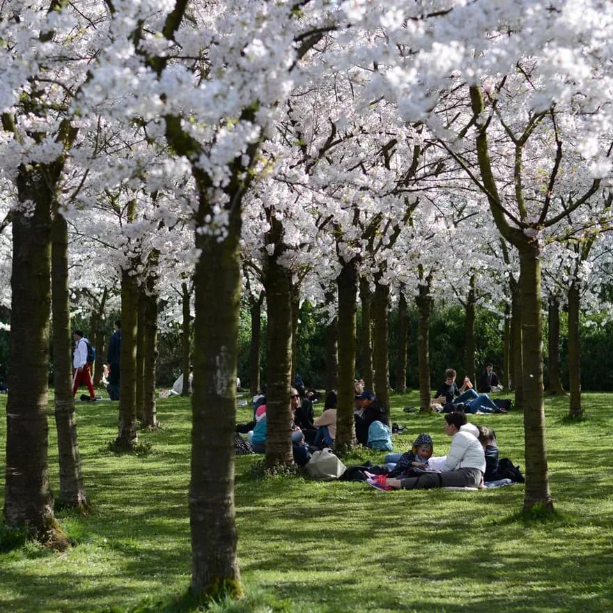 People sitting in The blossoming garden of the spring cherry in Amstelveen