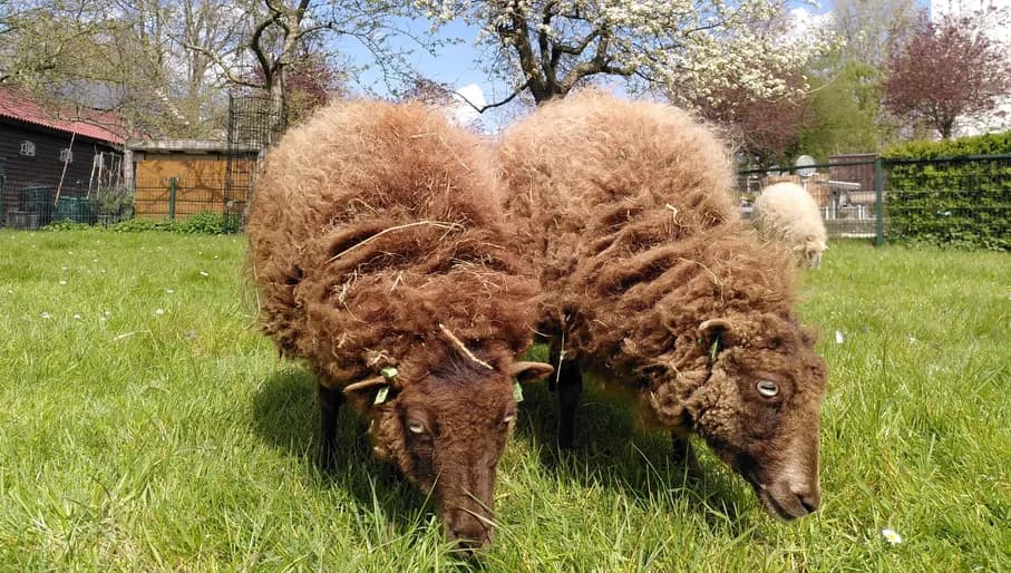 Stadsboerderij Zimmerhoeve sheep