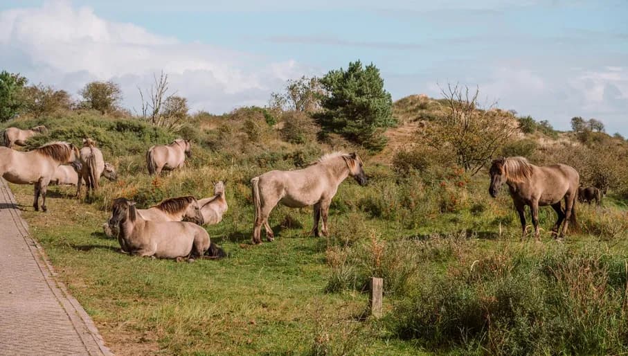 Please tag @juliakniese - trip Haarlem oktober
