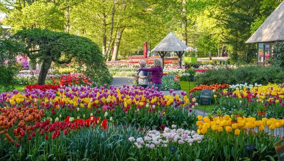 Women admiring tulips at Keukenhof gardens 2022