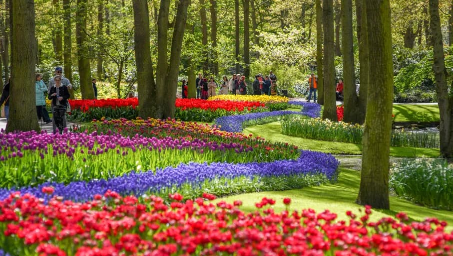 People admiring the colourful tulips in Keukenhof gardens