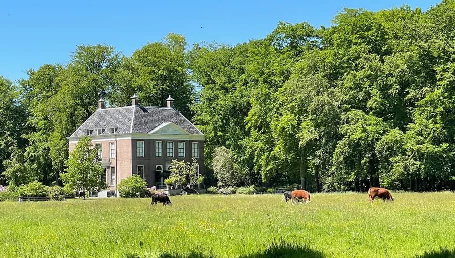 cows grazing in a grass field