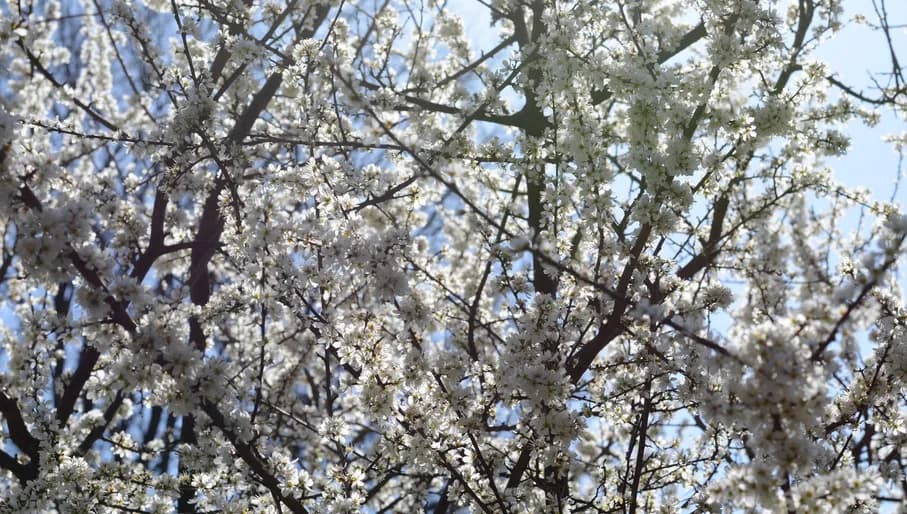 Spring in Amsterdamse Bos, Amstelveen