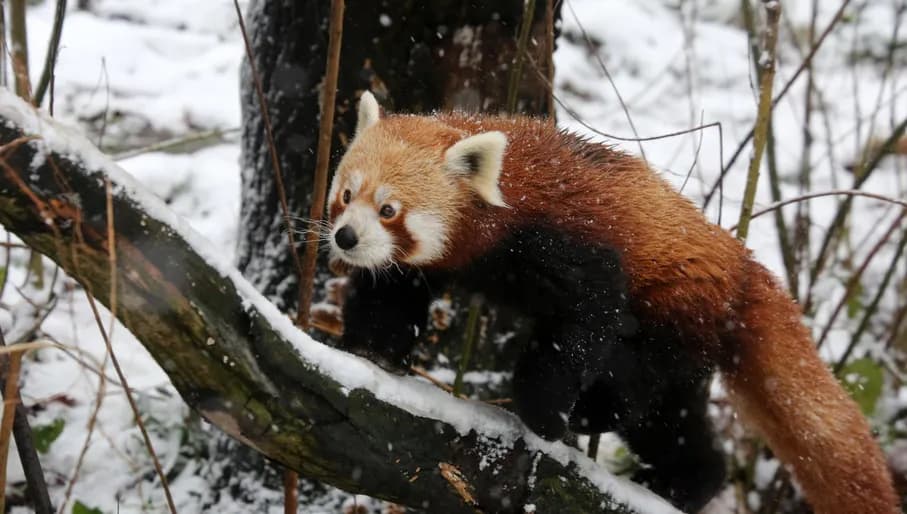 Winter at Artis. A red panda.