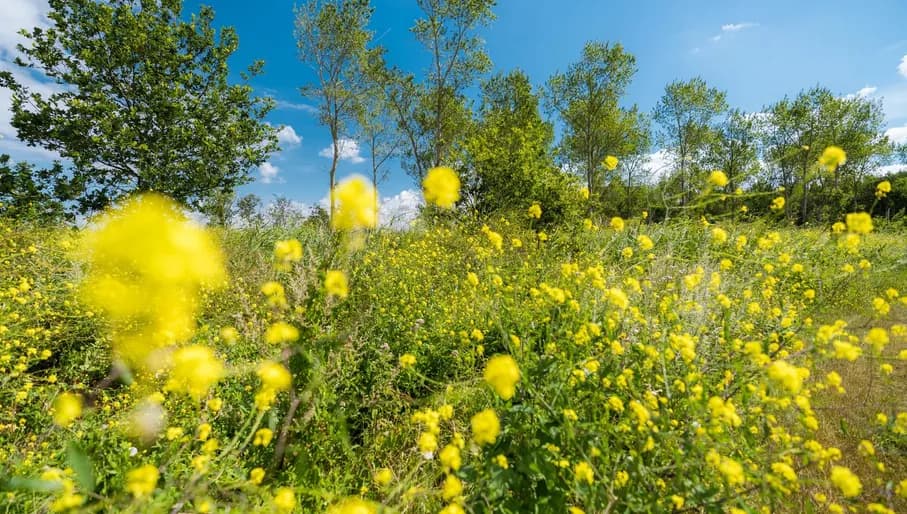 Yellow flowers of the Oostvaardersplassen.