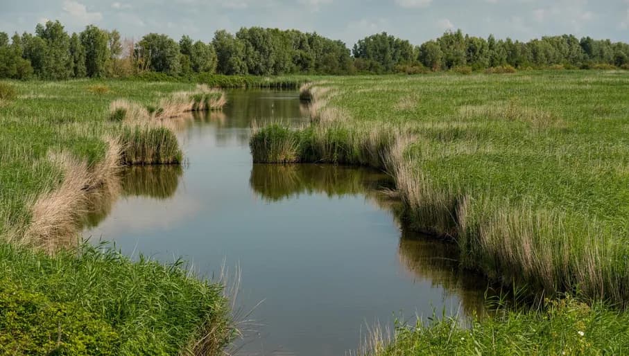 High plants alongside the brook.