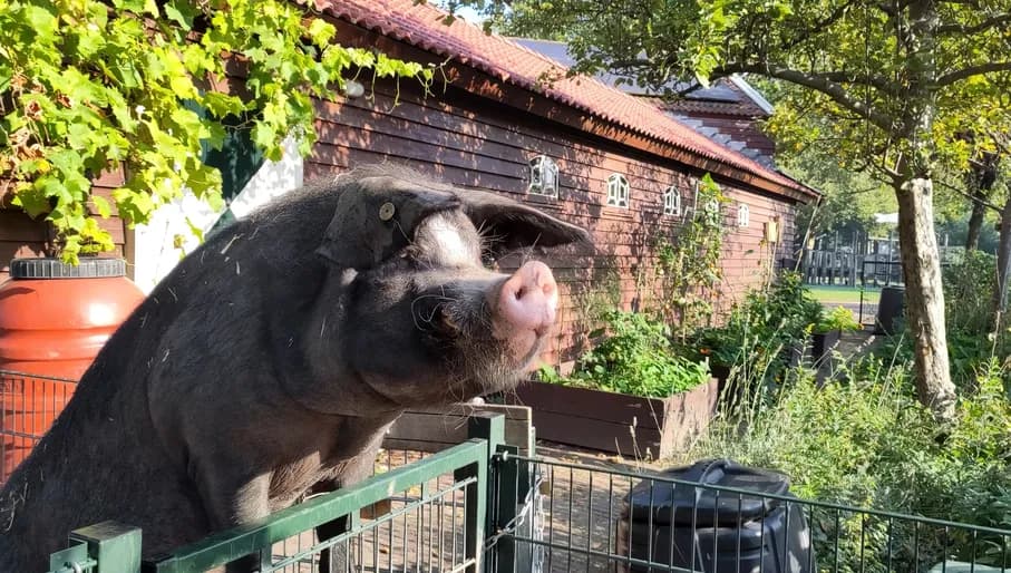 Stadsboerderij Zimmerhoeve pig