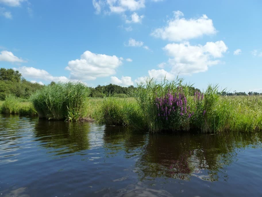bloemenpracht