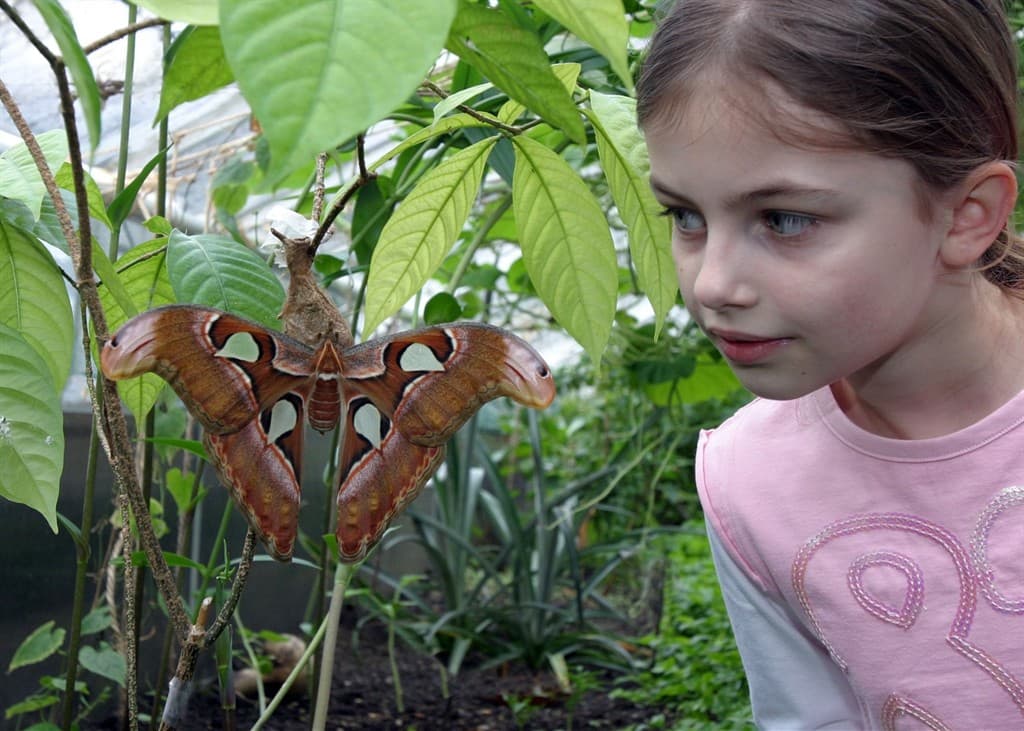 Vlinderpaviljoen Artis