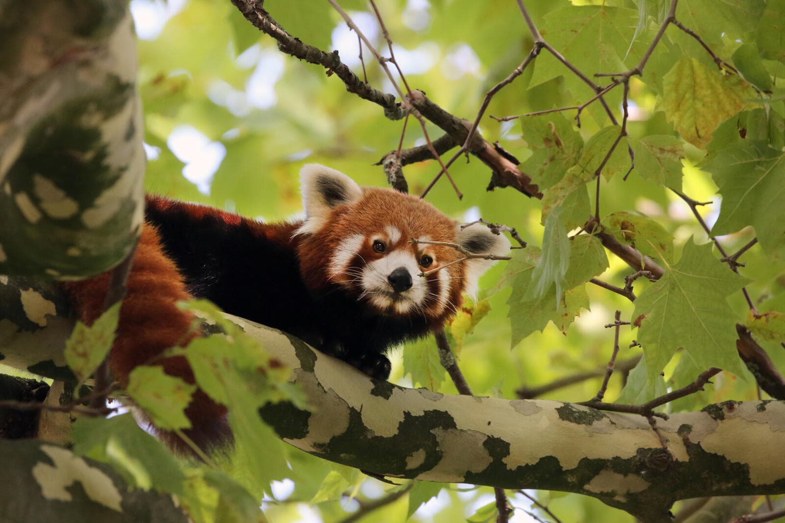 kleine panda