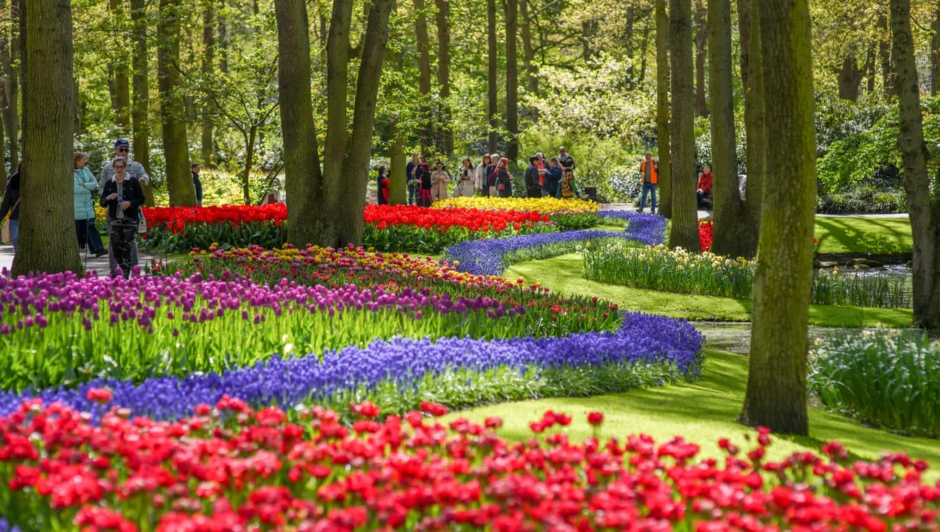 People admiring the colourful tulips in Keukenhof gardens