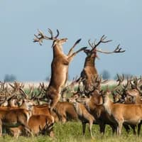 Oostvaardersplassen Fighting Stags National Park Nieuw Land