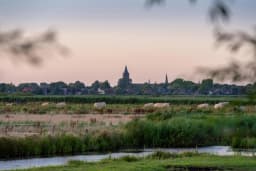 Cows graze in the meadow of Broek in Waterland.