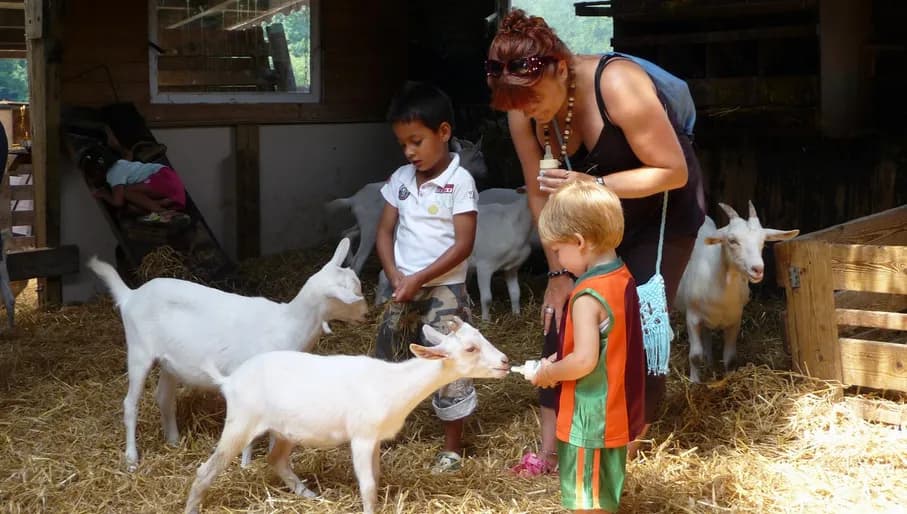 A woman and three children at the Amsterdamse Bos Goat Farm Ridammerhoeve Geitenboerderij to feed young goats