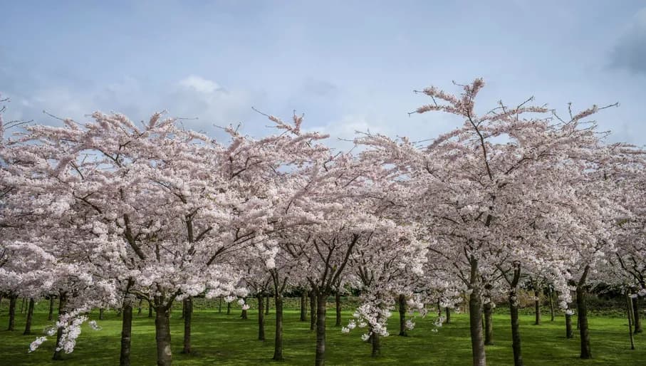 There are 400 cherry trees in the Blossom Park in the Amsterdamse Bos.