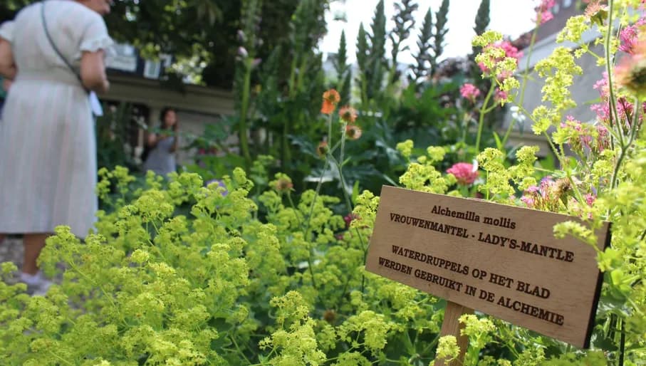 Alchemist garden Embassy of the Free Mind