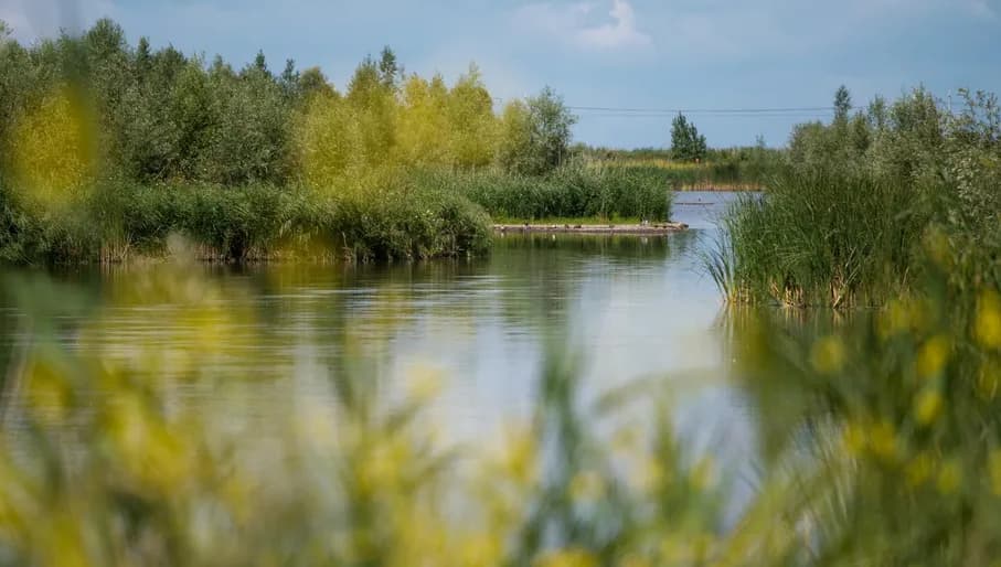 Water and plants of the Oostevaardersplassen.