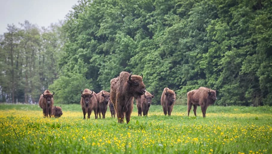 Het Flevolandschap wisenten