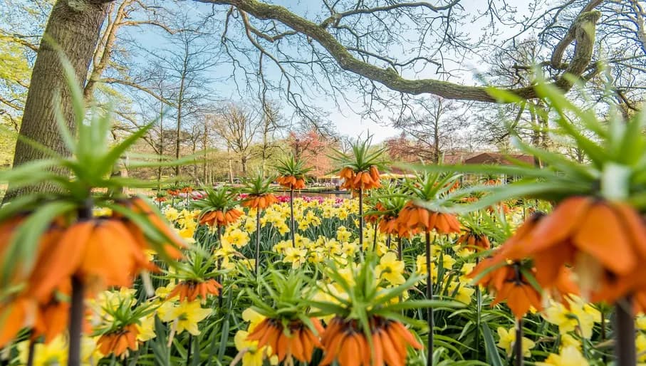 Keukenhof, also known as the Garden of Europe, is the world's second-largest flower garden. It is situated in Lisse, the Netherlands.